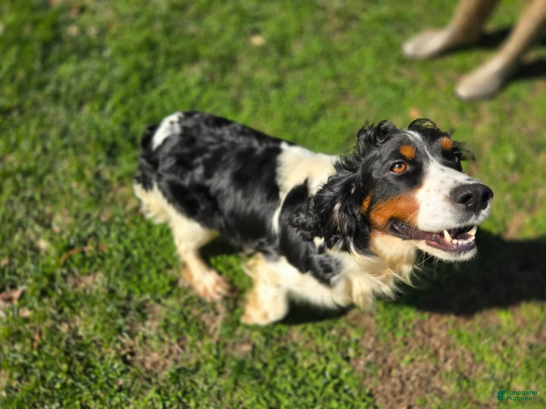 English Springer Spaniel dogs for sale: Sol - Ad 3