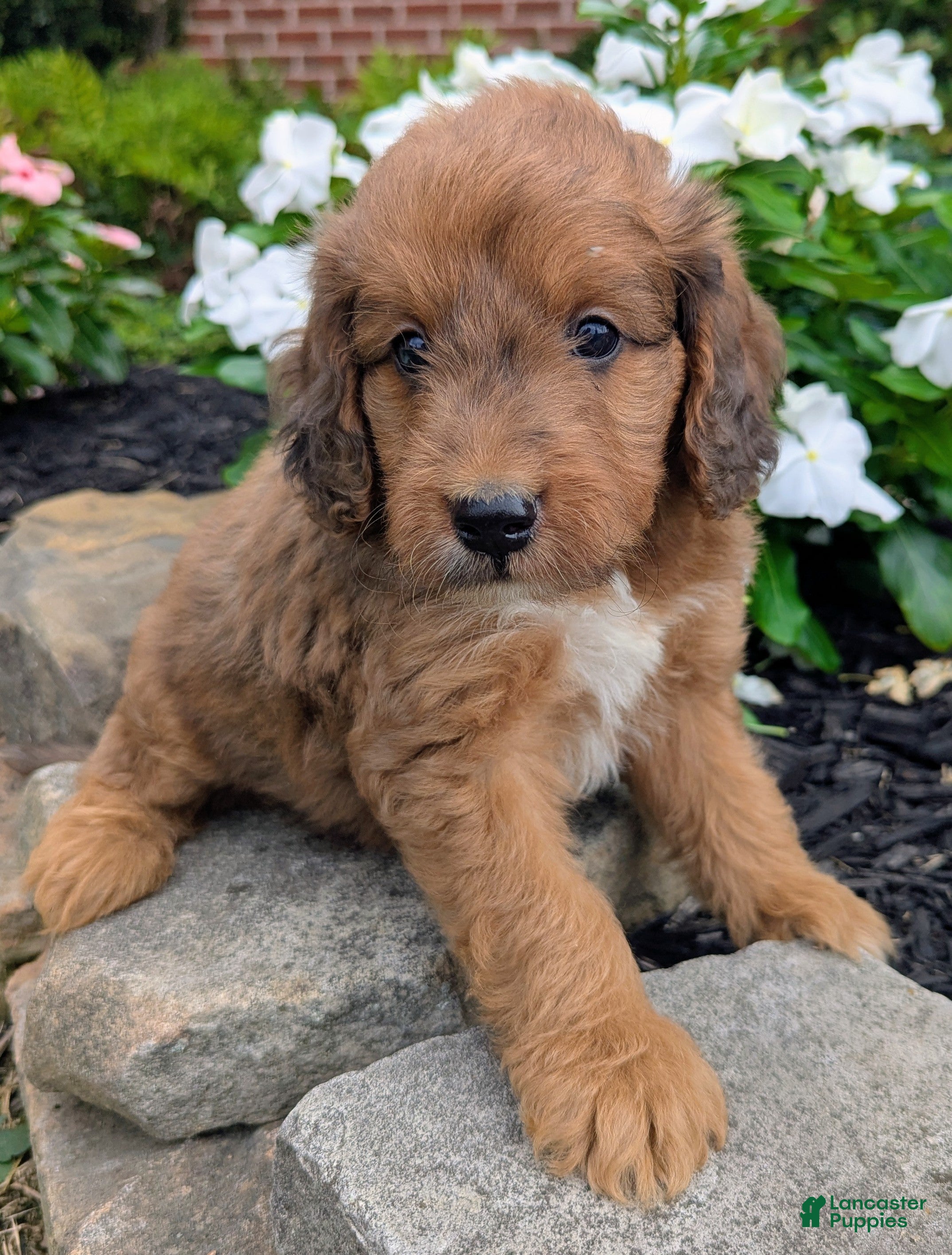 Mini Goldendoodle dogs Parker F1B - Ad 2
