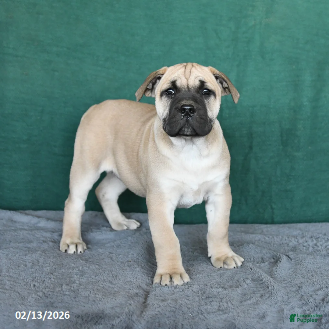 South African Boerboels dogs for sale: Angel - Ad 1