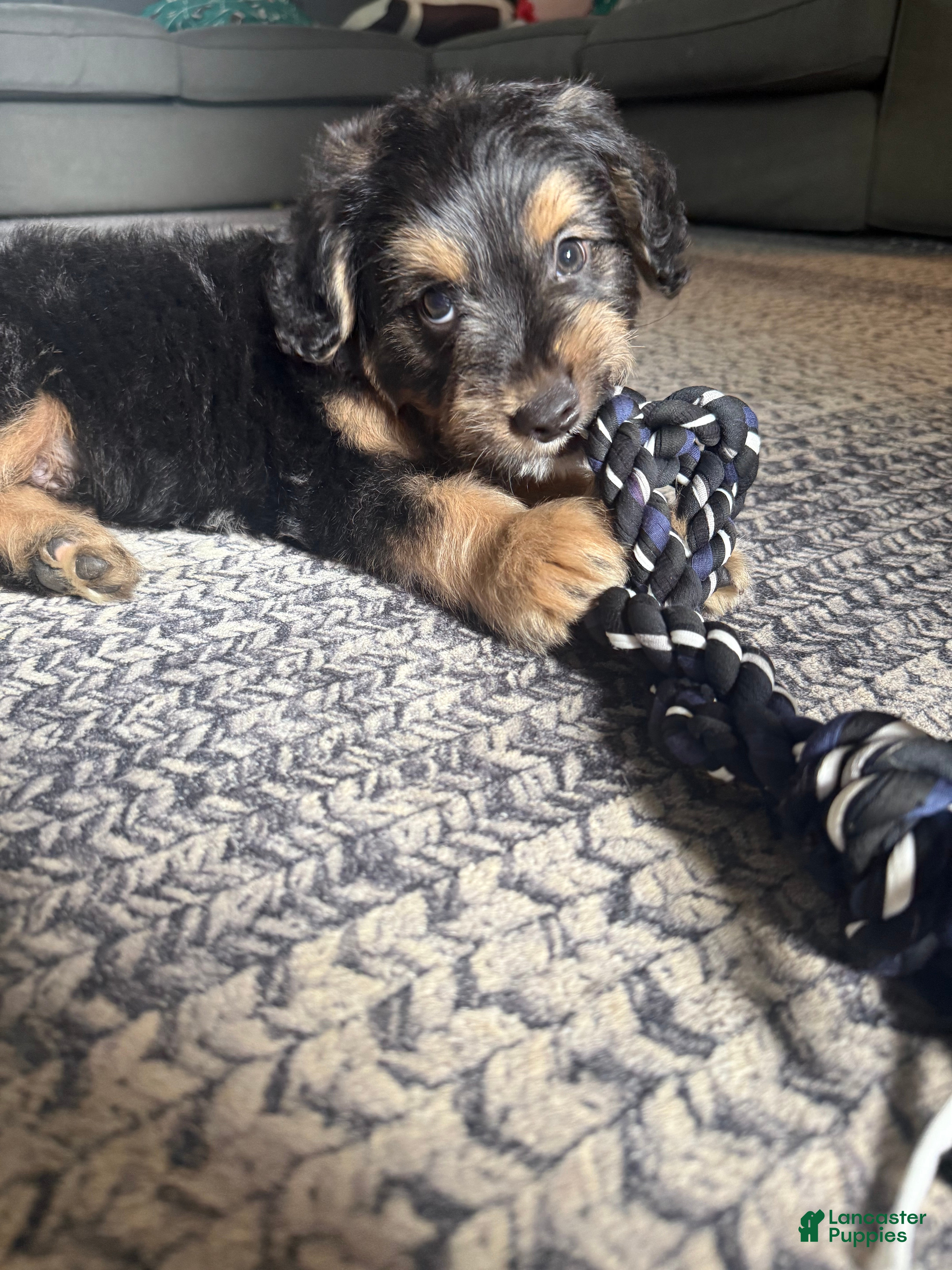 Mixed Breed dogs Mixed Breed 1 - Ad 2