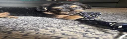 Mixed Breed dogs for sale: Mixed Breed 1 - Ad 1