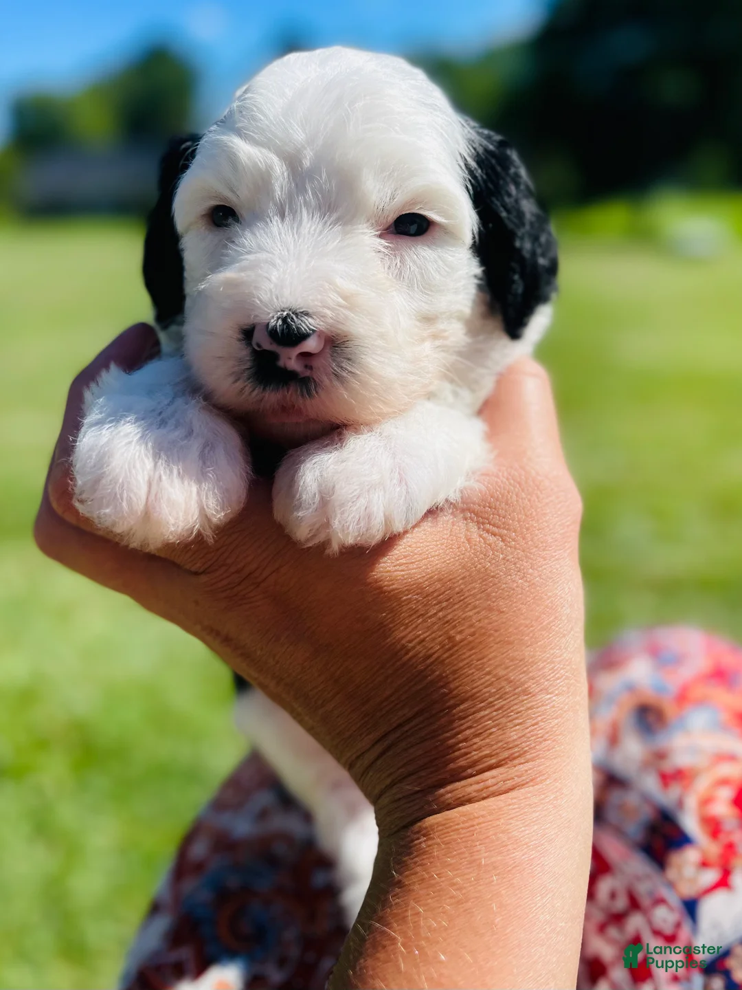 Sheepadoodle dogs for sale: Minnie  - Ad 1