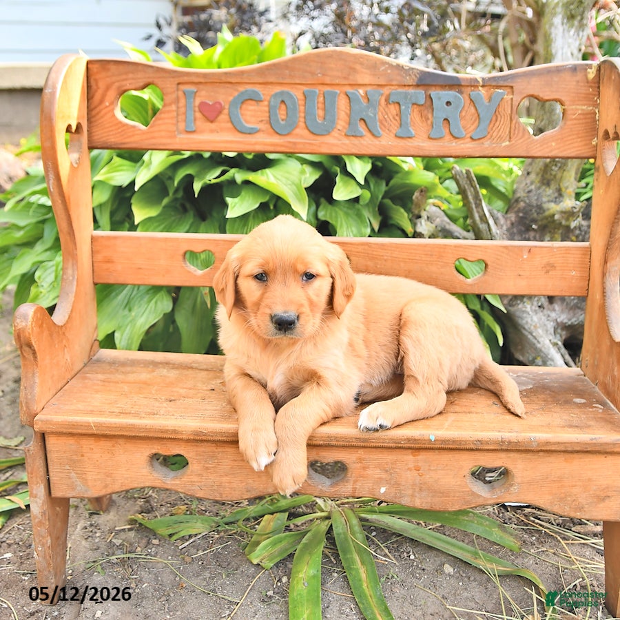 Golden Retriever dogs Bonnie - Ad 1
