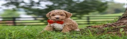 Miniature Poodle dogs for sale: Milo - Ad 5