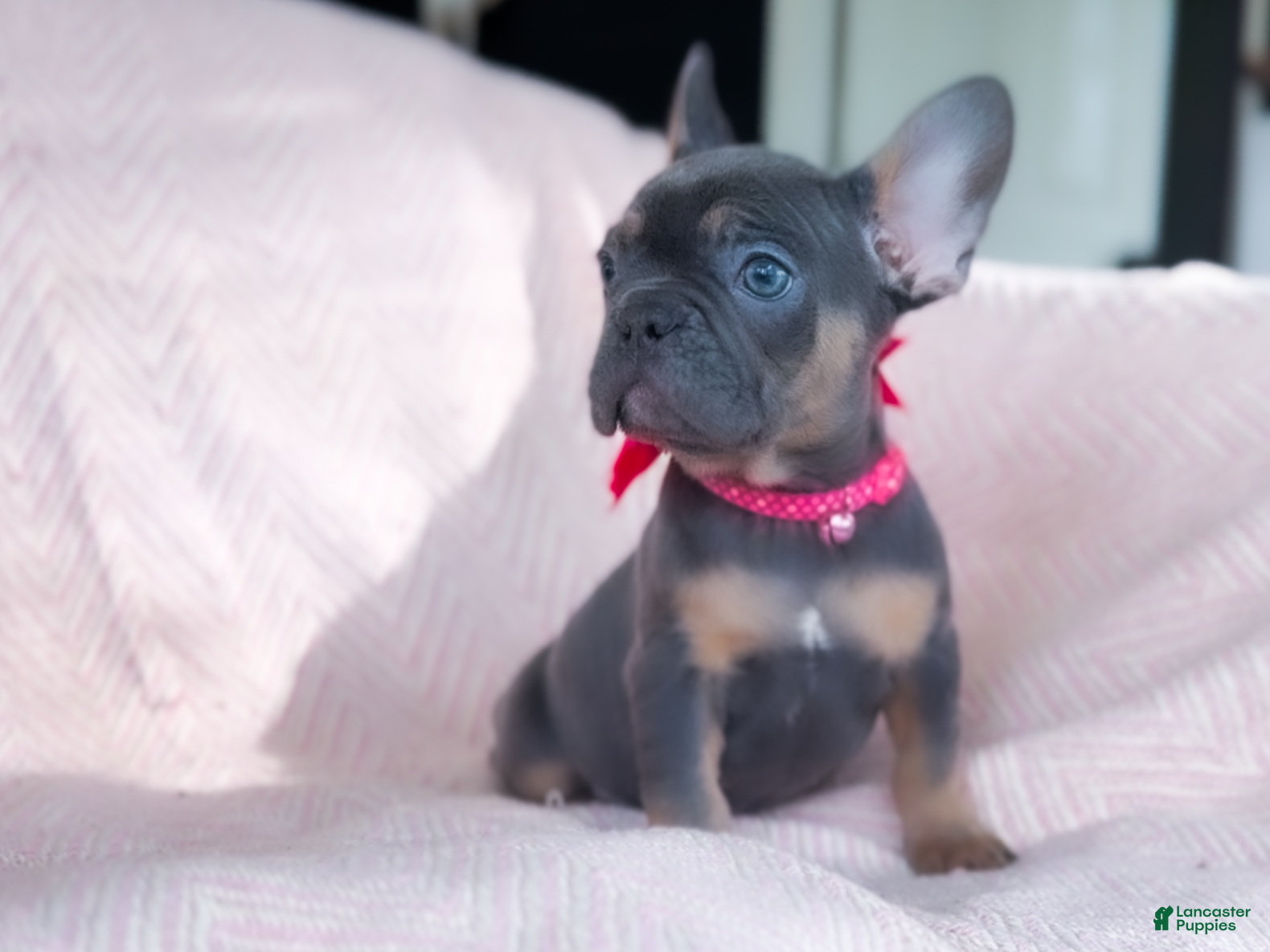 French Bulldog dogs Macaroon - Ad 9