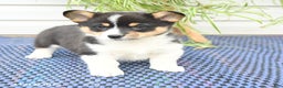 Welsh Corgi Pembroke dogs for sale: Sprite - Ad 8