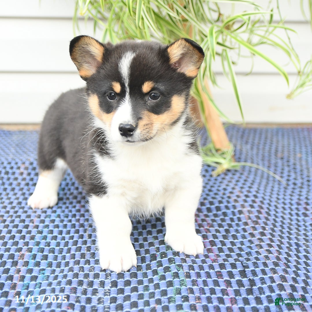 Welsh Corgi Pembroke dogs for sale: Sprite - Ad 8