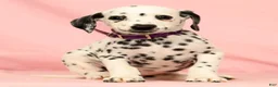 Dalmatian dogs for sale: Tracy - Ad 8