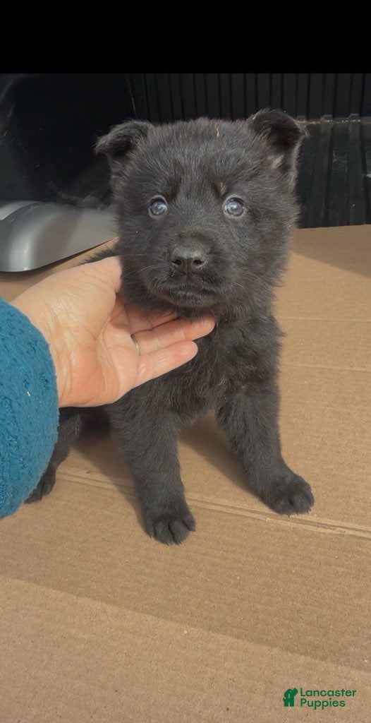 German Shepherd dogs TUECHA - Ad 2