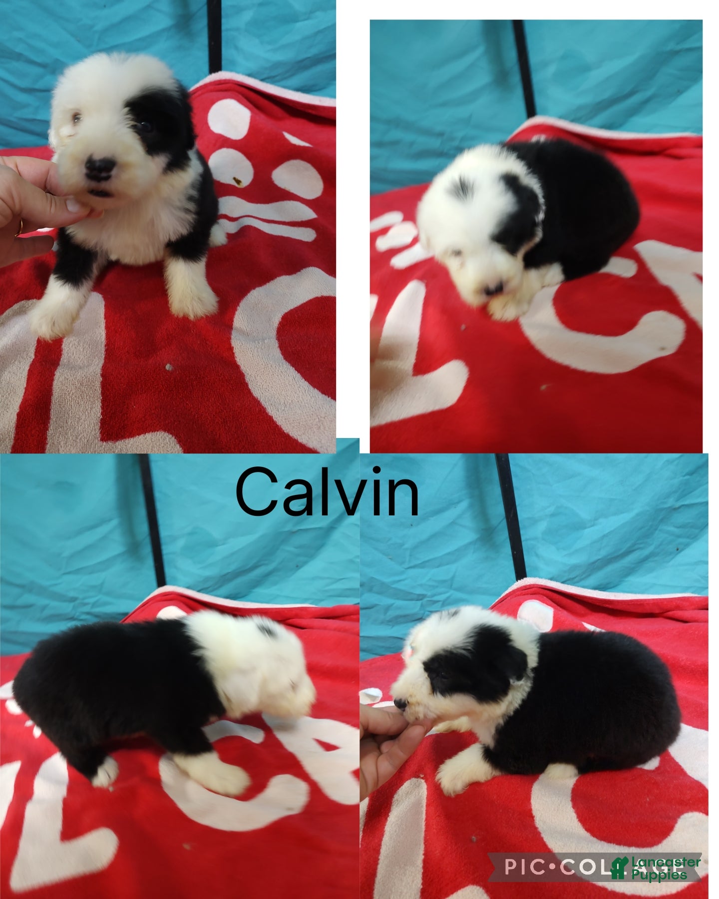 Old English Sheepdog dogs Old English Sheepdog Puppy 4 - Ad 1