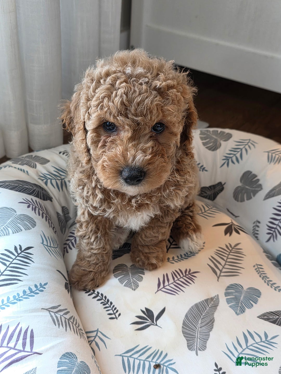 Mini Goldendoodle dogs for sale: Sky - Ad 4