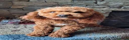 Miniature Poodle dogs for stud: Mini Poodle Stud Male FOR SALE - Ad 3