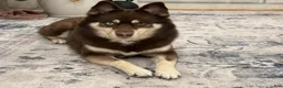 Pomsky dogs for sale: Troy - Ad 4