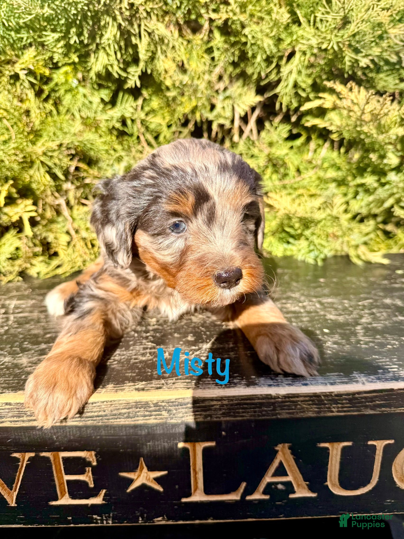 Bernedoodle dogs Misty - Ad 2