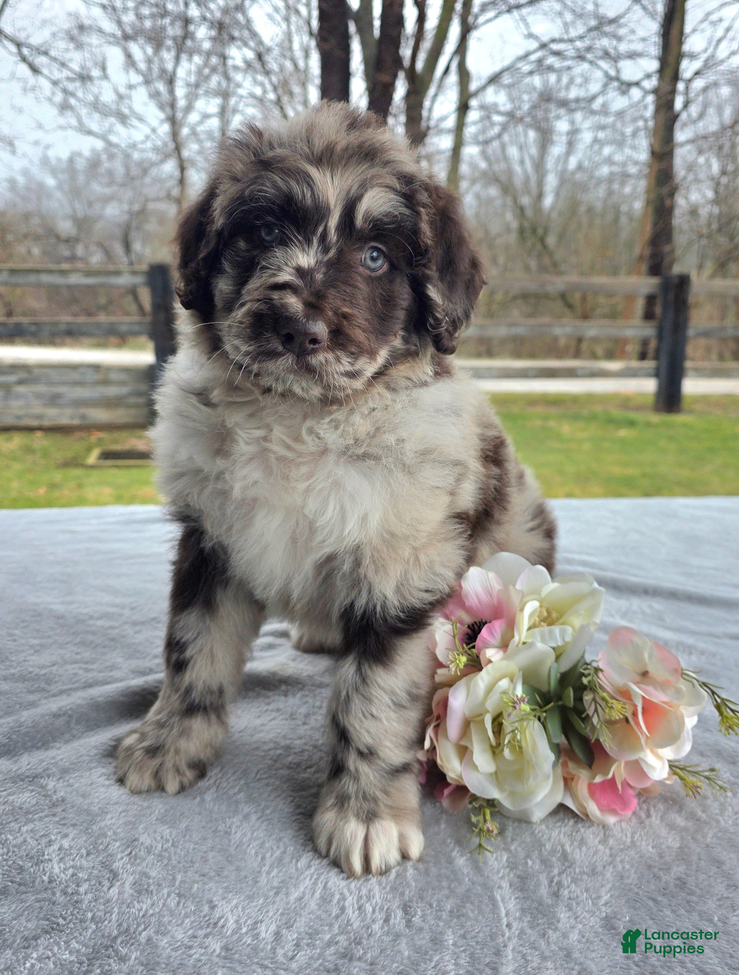 Newfypoo dogs Willie - Ad 1