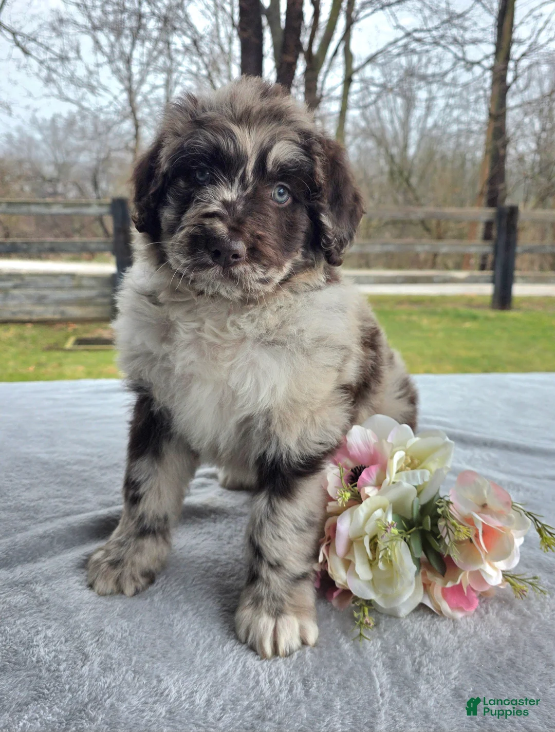 Newfypoo dogs for sale: Willie - Ad 1