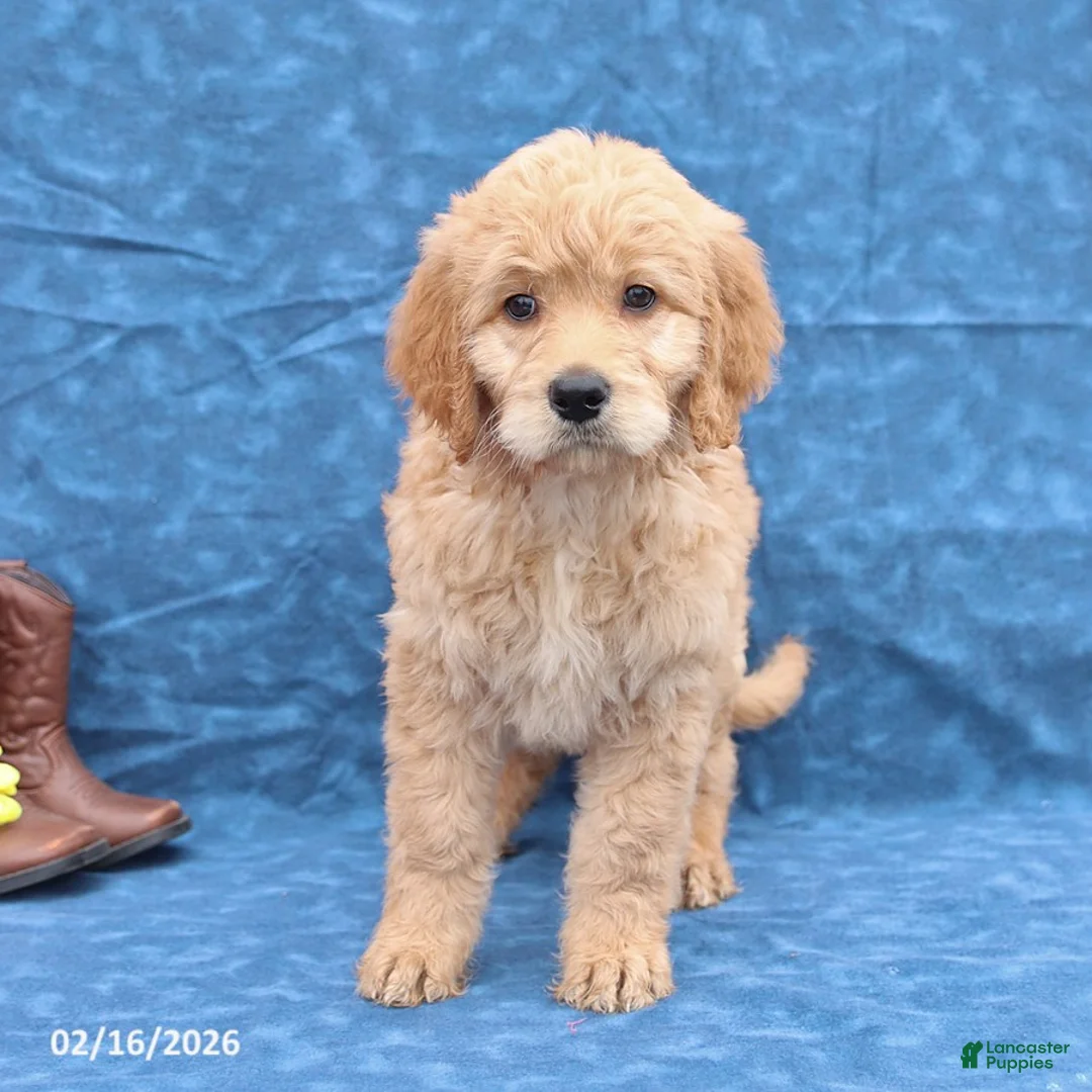Goldendoodle dogs for sale: Jenny - Ad 3