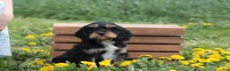 Cavapoo dogs for sale: Chocolate - Ad 1