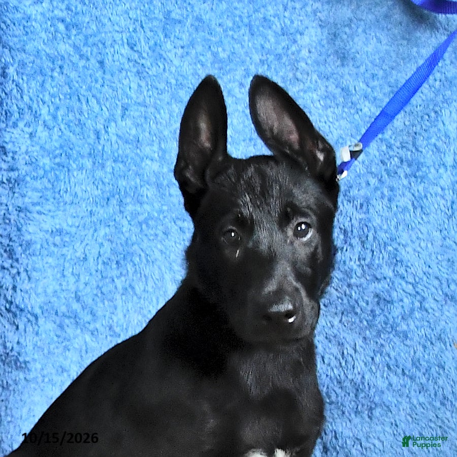 Belgian Malinois dogs for sale: Mooney - Ad 1