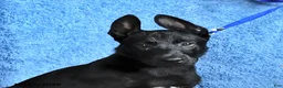 Belgian Malinois dogs for sale: Mooney - Ad 6