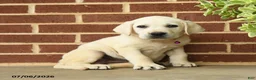 Labrador Retriever dogs for sale: Dozer - Ad 5