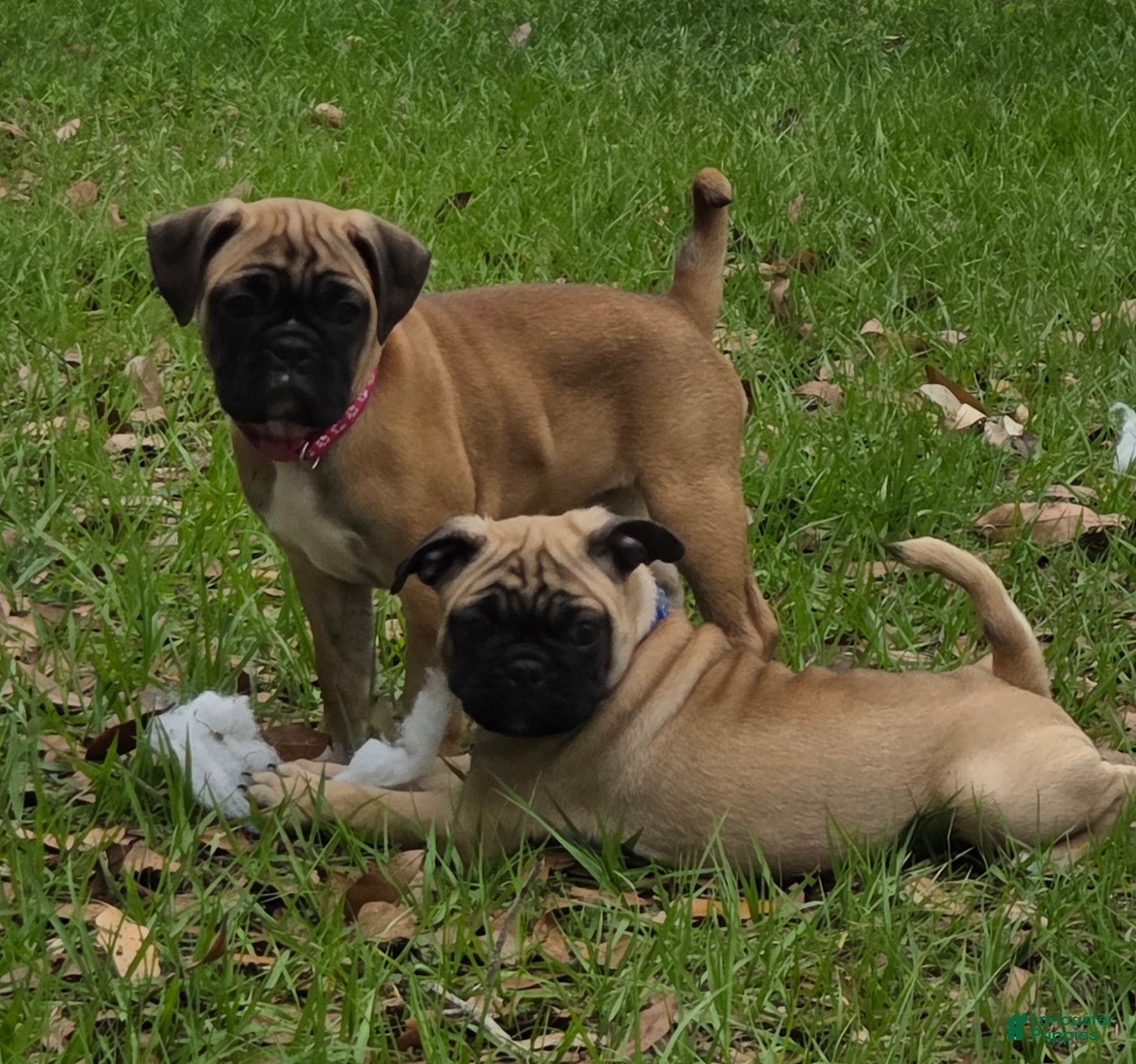 Mixed Breed dogs Muffin  - Ad 2