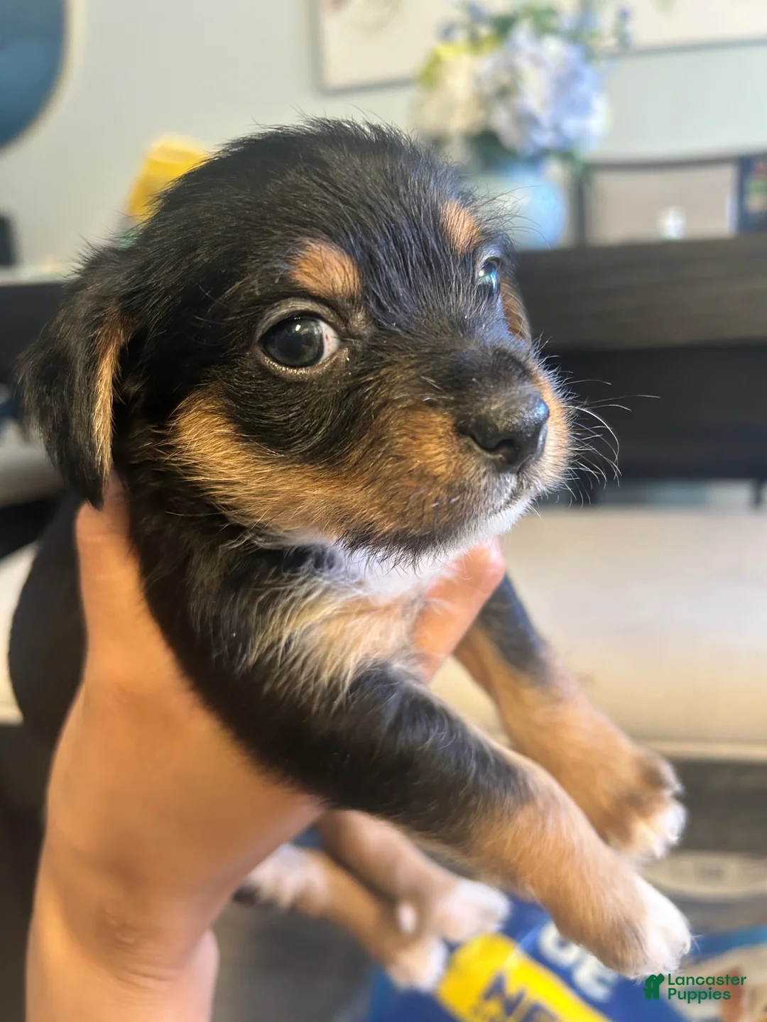 Mixed Breed dogs for sale: Mixed Breed Puppy 1 - Ad 1