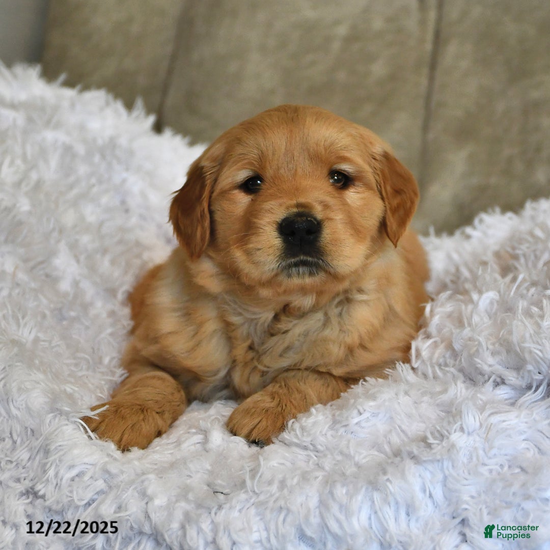 Golden Retriever dogs for sale: Sweet Pea - Ad 4