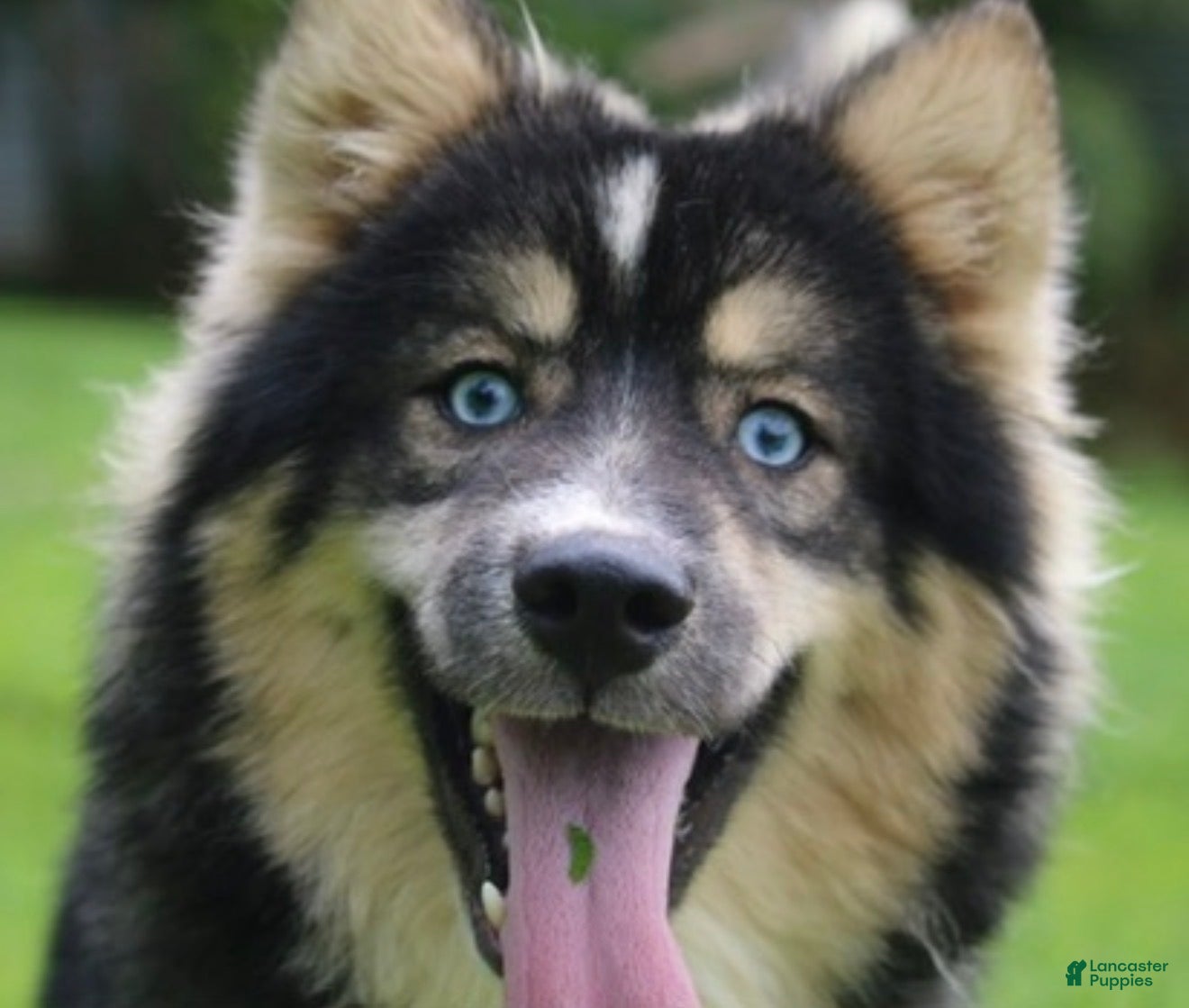 Pomsky dogs Brew  - Ad 1