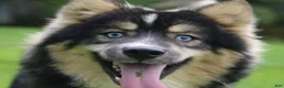 Pomsky dogs for sale: Brew  - Ad 1