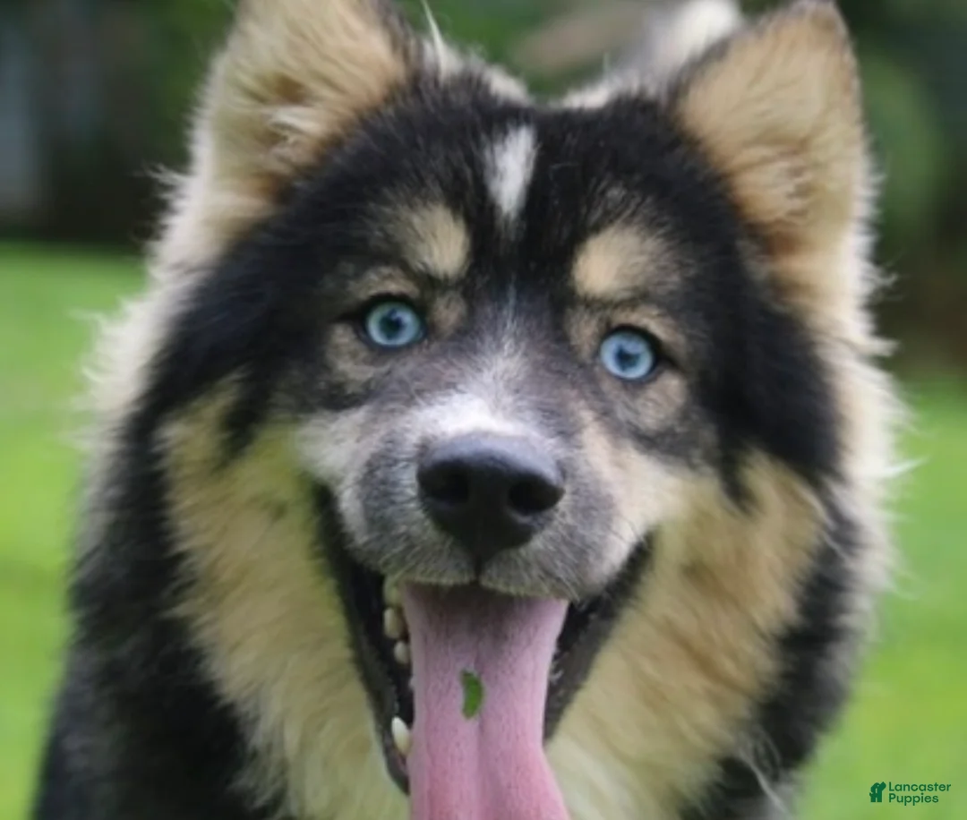 Pomsky dogs for sale: Brew  - Ad 1