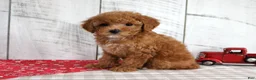 Toy Poodle dogs for sale: Bridget - Ad 5