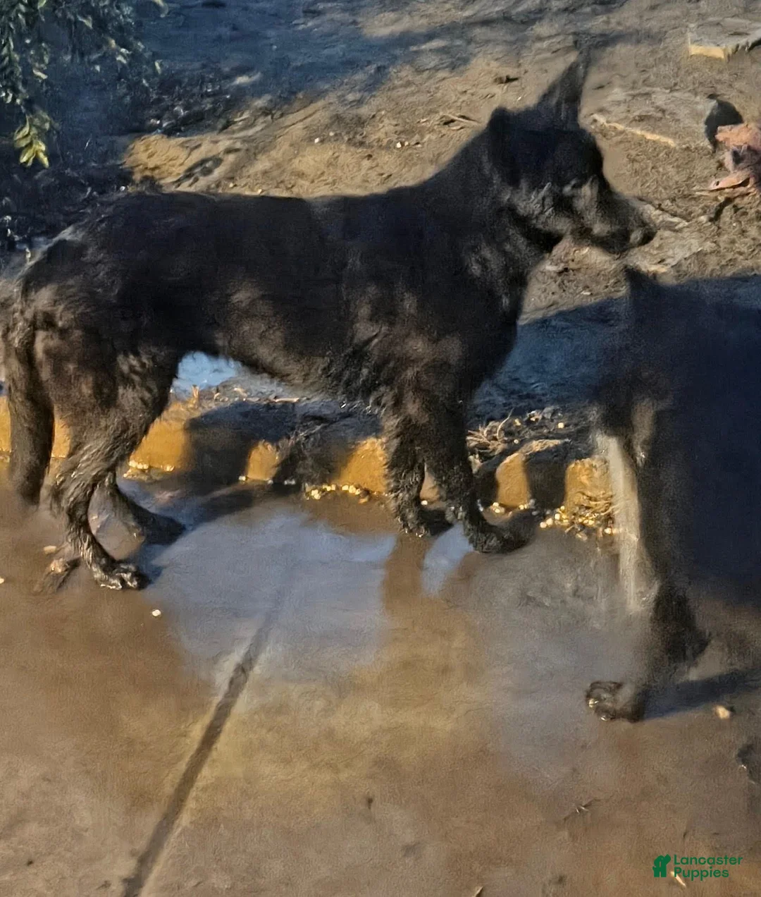 German Shepherd dogs for sale: German Shepherd 1 - Ad 2