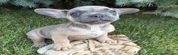 French Bulldog dogs for sale: Duke - Ad 4