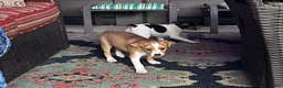 Rat Terrier dogs for sale: Thomas - Ad 11