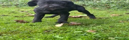 Cane Corso dogs for sale: Storm - Ad 2