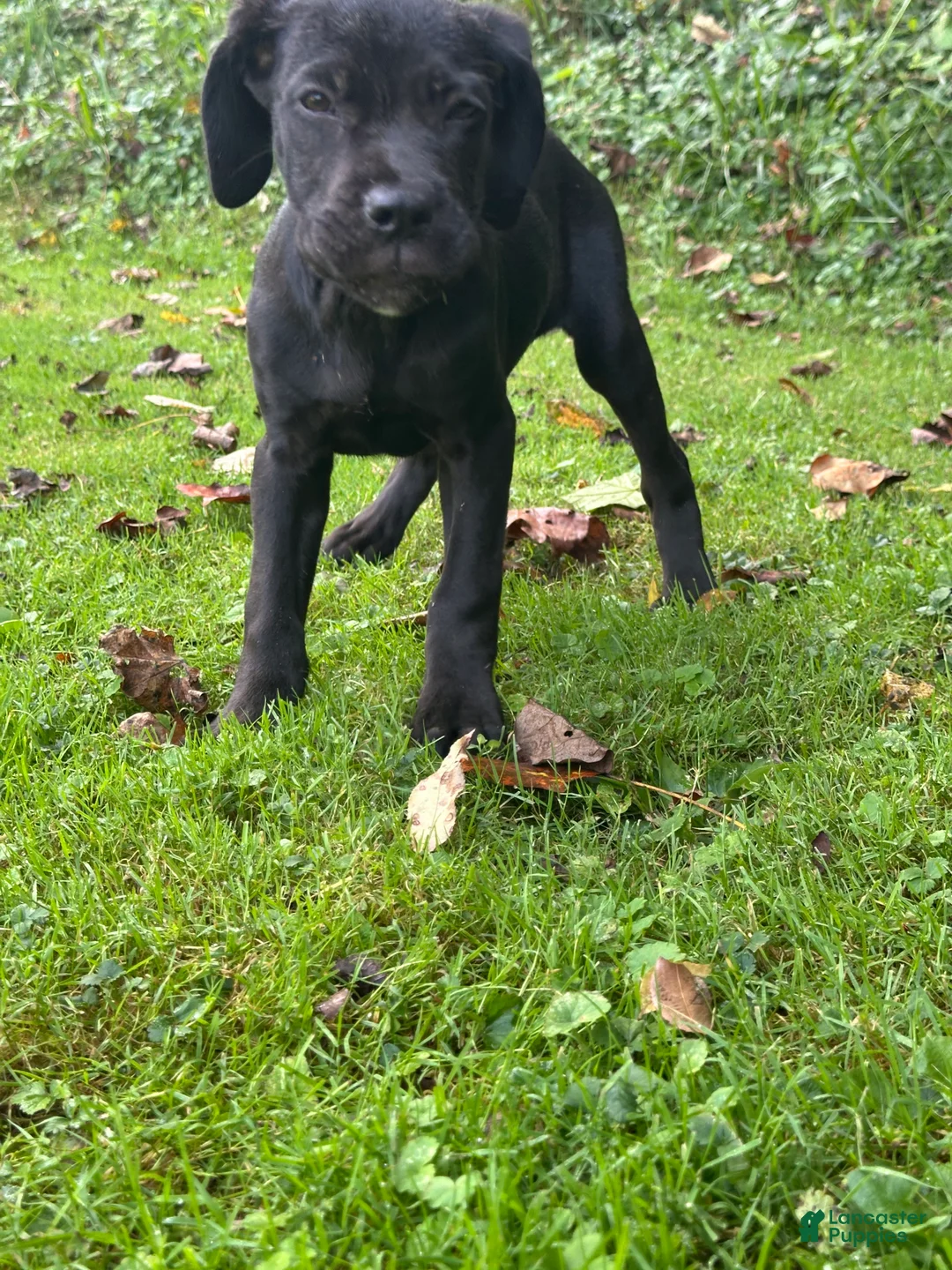 Cane Corso dogs for sale: Storm - Ad 2