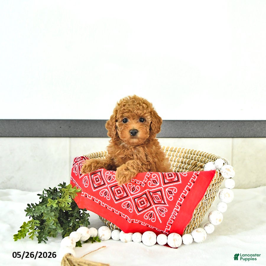 Toy Poodle dogs Oliver - Ad 1