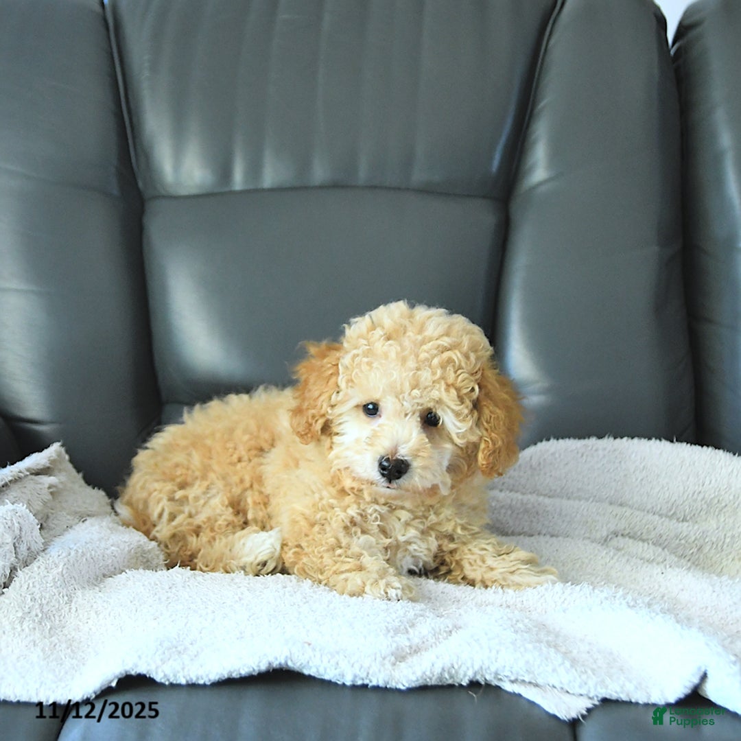 Havapoo dogs for sale: Prince EXTRA SMALL - Ad 4