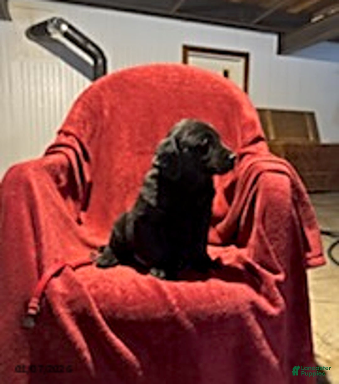 Goldador dogs for sale: Andy - Ad 3