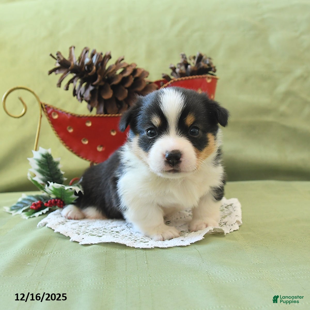 Welsh Corgi Pembroke dogs Prince    - Ad 24