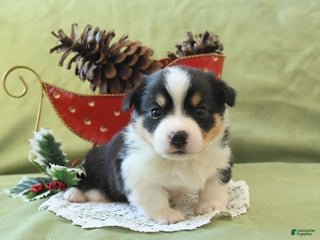 Welsh Corgi Pembroke dogs Prince - Ad 18