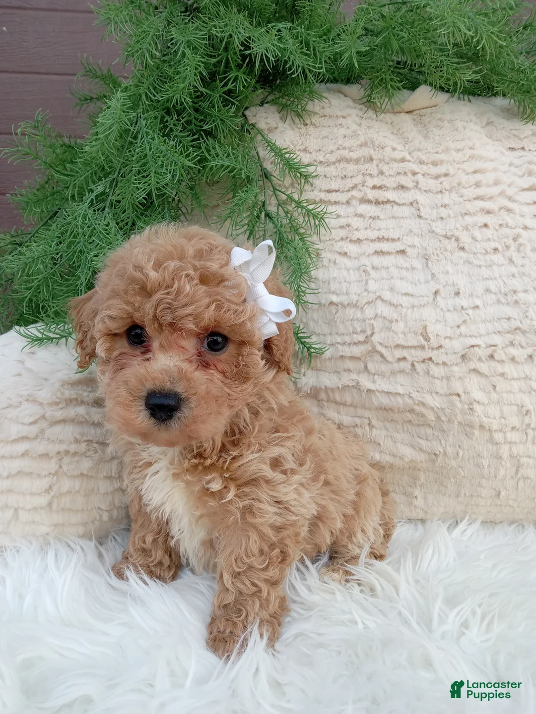 Bichpoo dogs for sale: Toby - Ad 3
