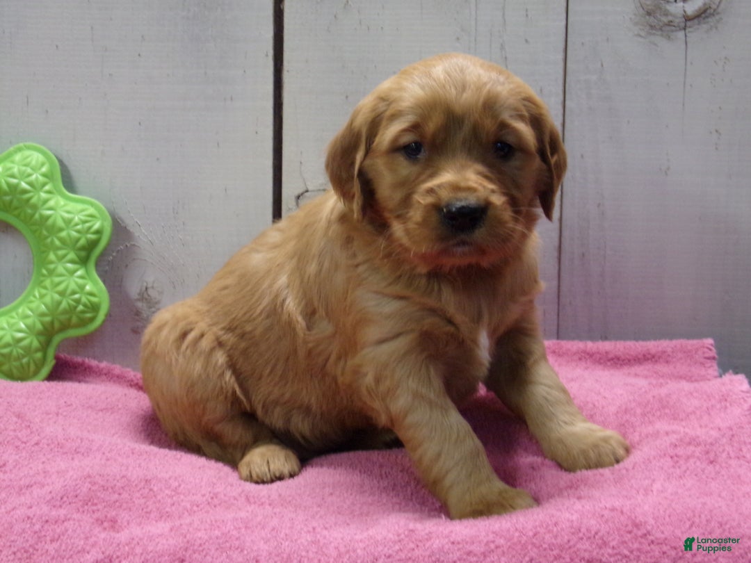 Golden Retriever dogs for sale: Patsy - Ad 2