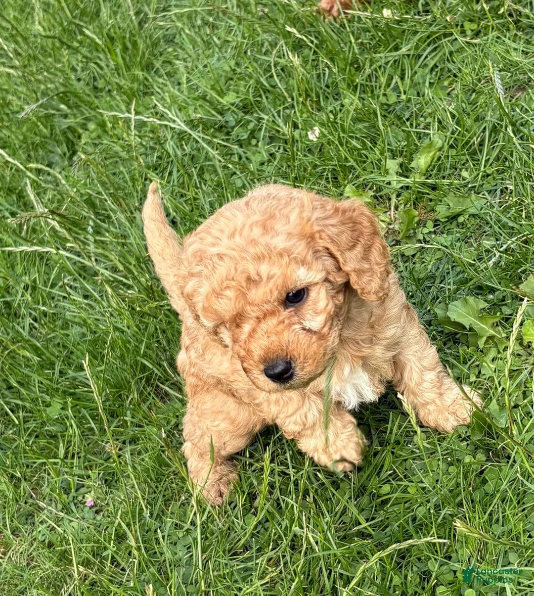 Cavapoo dogs for sale: Maya - Ad 1