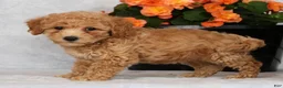 Bichpoo dogs for sale: Glory - Ad 3