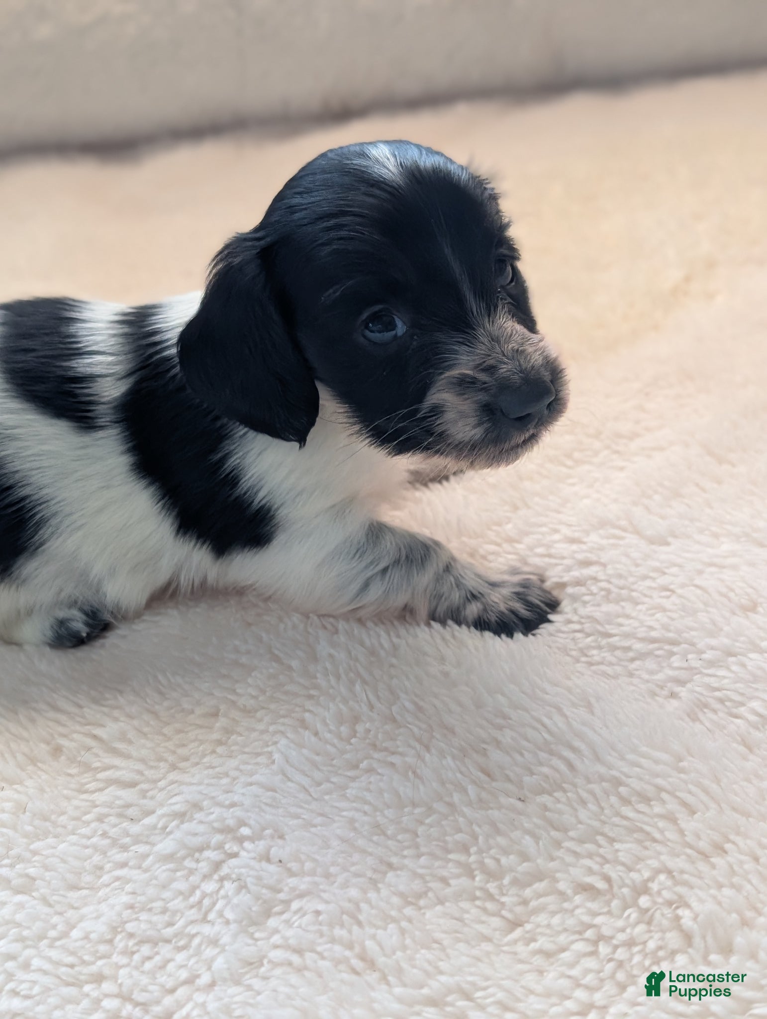Miniature Dachshund dogs Miniature Dachshund Puppy 3 - Ad 7