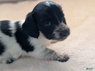 Miniature Dachshund dogs Miniature Dachshund Puppy 3 - Ad 7