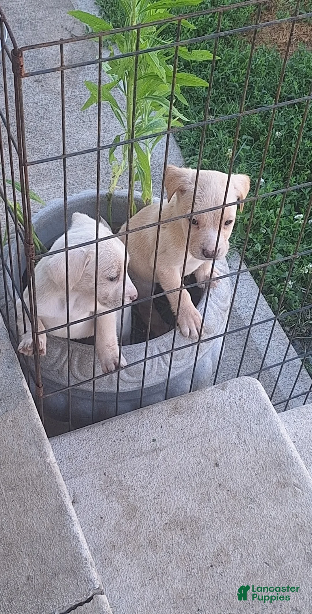 Golden Retriever dogs for sale: Golden Retriever 3 - Ad 1
