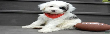 Tucker-MEDIUM